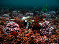 Maërl - Agence des aires marines protégées - A. Pibot